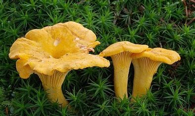 Füchse gegen Parasiten im menschlichen Körper