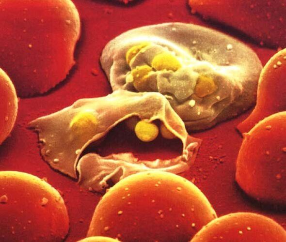 der einfachste Parasit Malaria Plasmodium